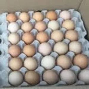 Яйца инкубационные Венгрия Польша Чехия  Бройлер Нпесушка