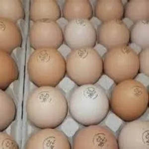 Бройлер инкубационное яйцо Польша КОББ 500 ( маркерованные )  Несушка 