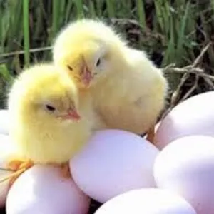 Яйца Инкубационные КОББ 500 и другие породы