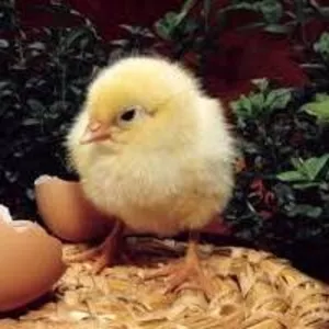 Инкубационное яйцо Бройлера Импортное