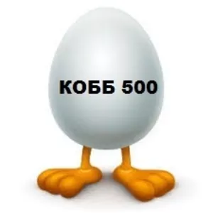 Яйцо инкубационное КОББ 500