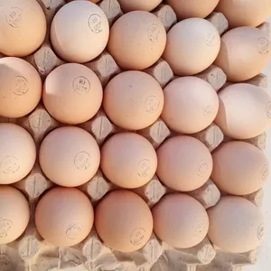 Инкубационное яйцо  несушек