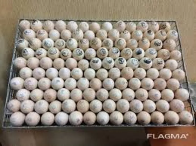 Яйца инкубационные Бройлер Венгрия Польша Чехия  бройлер и др породы