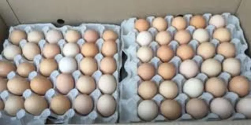 Яйца инкубационные Венгрия Польша Чехия  Бройлер Нпесушка