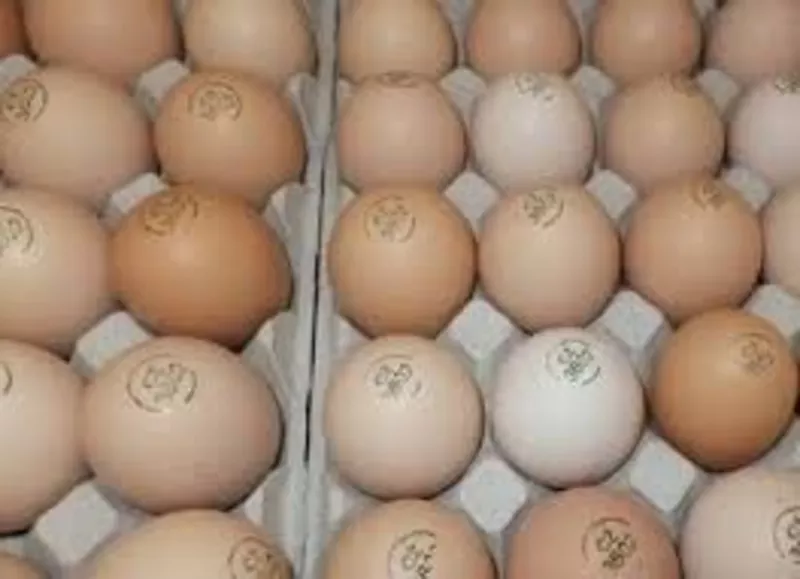 Бройлер инкубационное яйцо Польша КОББ 500 ( маркерованные )  Несушка 