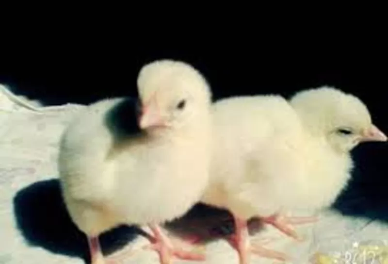 Инкубационные яйца КОББ 500 несушка индюки утки Импортные