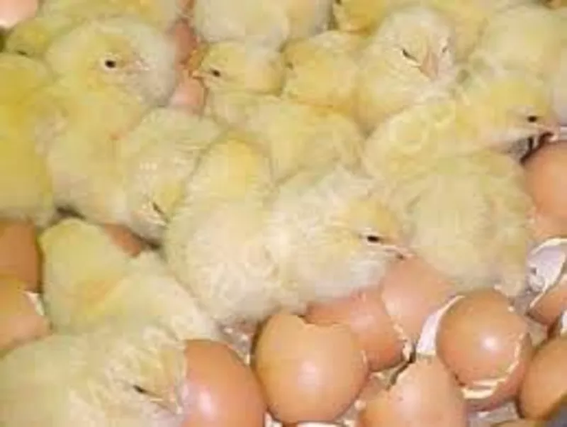 Инкубационные яйца импортные всех пород