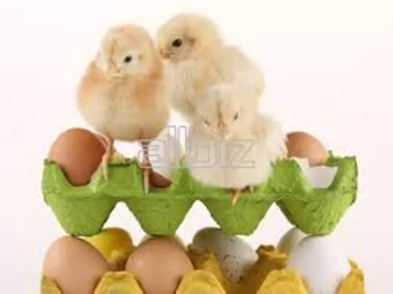 Инкубационные яйца бройлера КОББ 500 с Польши и другие породы