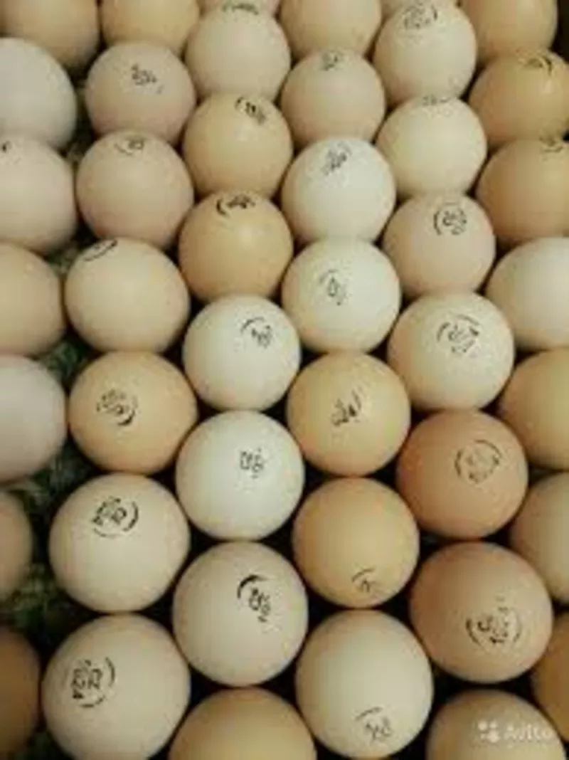 Яйца Инкубационные Бройлер и другие породы