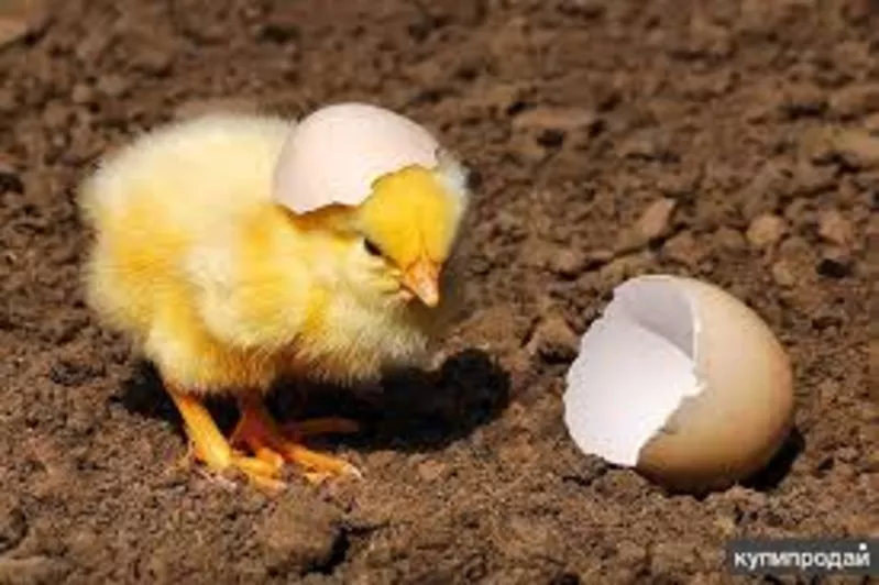 Инкубационные яйца птицы разных пород