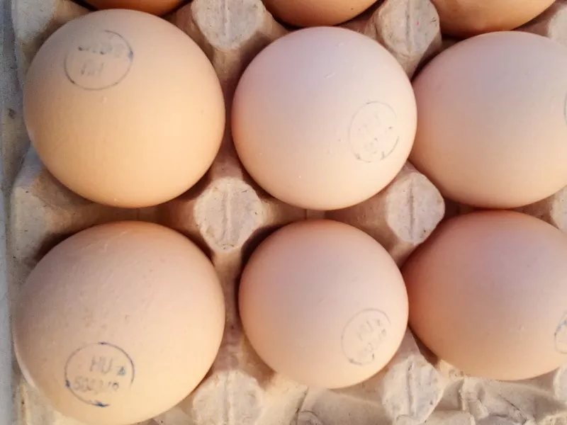 Инкубационное яйцо Фокси Чик,  Мастер Грей и других